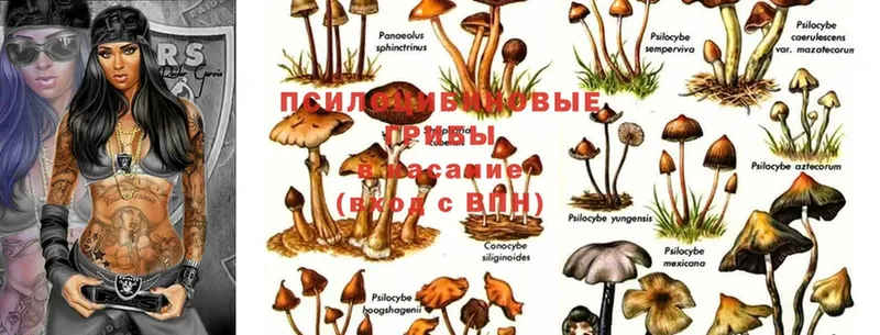 как найти   Медынь  Галлюциногенные грибы Magic Shrooms 